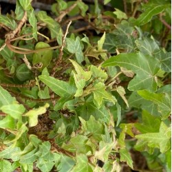 Hedera helix 'Duckfoot'