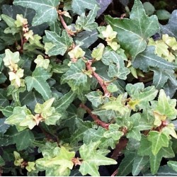 Hedera helix 'Dyinnii'