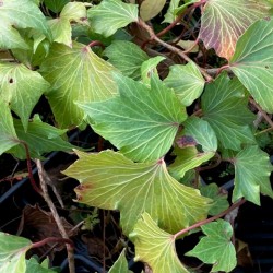 Hedera helix 'Green Ripple'