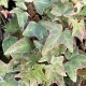 Hedera helix 'Sagittifolia variegata'