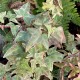 Hedera helix 'Sagittifolia variegata'