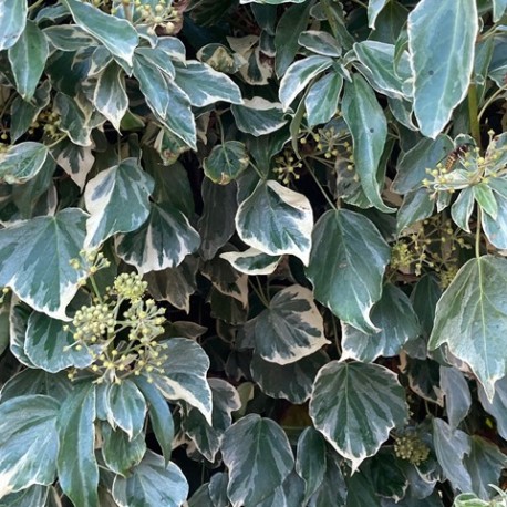 Hedera helix 'Glacier'