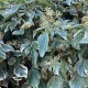 Hedera helix 'Glacier'