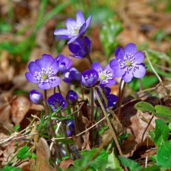 Hepatica nobilis