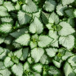 Lamium maculatum 'Beacon Silver'