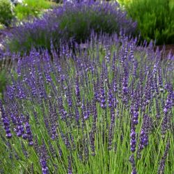 Lavandula x intermedia 'Grosso'