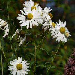 Leucanthemella serotina