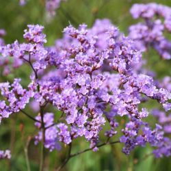 Limonium gmelinii hungaricum