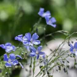 Linum perenne 'Saphir'