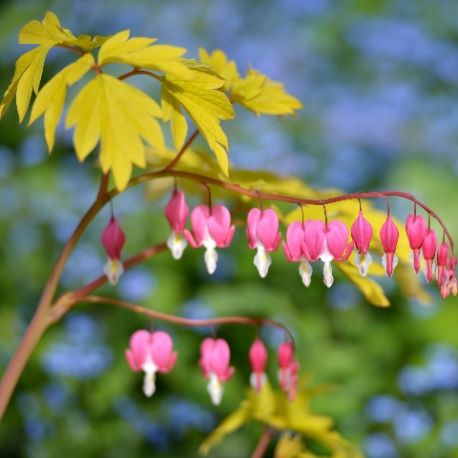 Lamprocapnos spectabilis 'Gold Heart'