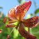 Lilium martagon 'Manitoba Morning'