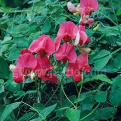 Lathyrus rotundifolius