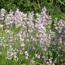 Lavandula angustifolia 'Miss Katherine'