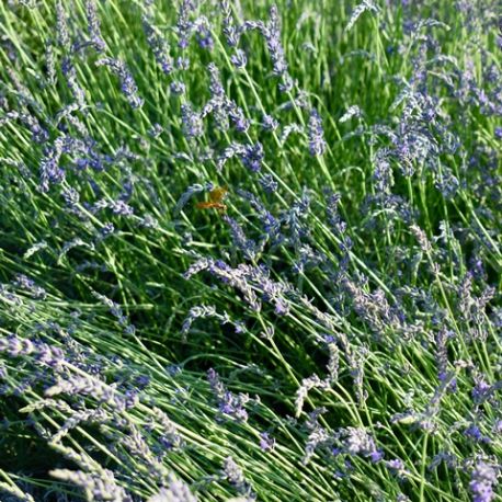 Lavandula x intermedia 'Phénoménal'