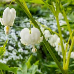 Lamprocapnos spectabilis 'White Gold'