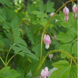 Lamprocapnos spectabilis 'Cupid'