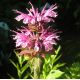 Monarda 'Mohawk'