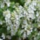 Nepeta racemosa 'Snowflake'