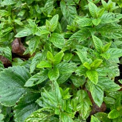 Mentha spicata