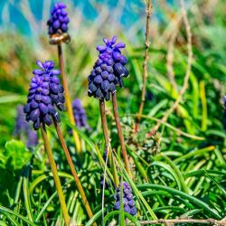 Muscari neglectum