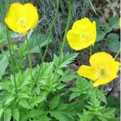 Meconopsis cambrica