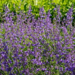 Nepeta x faassenii 'Cat's Pajamas''