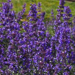 Nepeta x faassenii 'Purrsian blue'