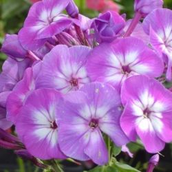 Phlox paniculata 'Uspech'