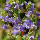 Polemonium yezoense var. hidakanum 'Purple Rain'