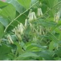 Polygonatum multiflorum