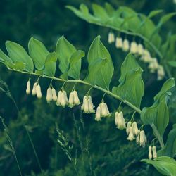 Polygonatum odoratum