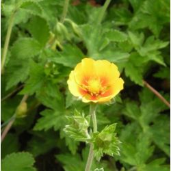 Potentilla atrosanguinea var. argyrophylla