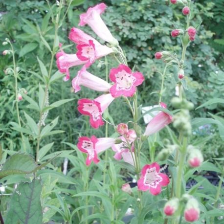 Penstemon 'Souvenir D'Adrien Régnier'