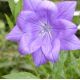 Platycodon grandiflorus 'Fuji Blue'