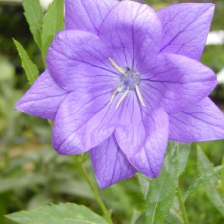 Platycodon grandiflorus 'Fuji Blue'