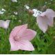 Platycodon grandiflorus 'Fuji Pink'