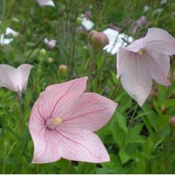 Platycodon grandiflorus 'Fuji Pink'