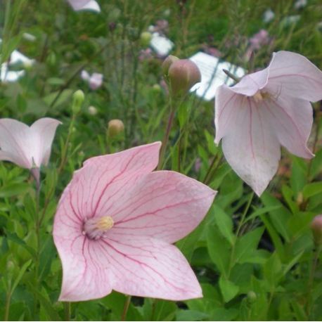 Platycodon grandiflorus 'Fuji Pink'