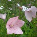 Platycodon grandiflorus 'Fuji Pink'