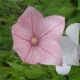 Platycodon grandiflorus 'Fuji Pink'