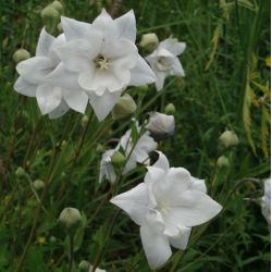 Platycodon grandiflorus 'Hakone White'