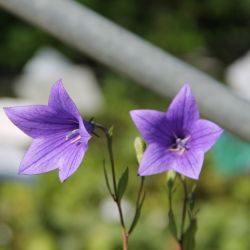 Platycodon grandiflorus 'Mariesii'