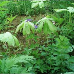 Podophyllum peltatum