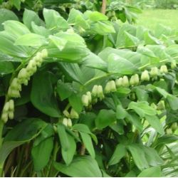 Polygonatum x hybridum 'Weihenstephan'