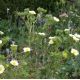 Potentilla recta 'Sulphurea'