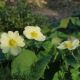 Potentilla recta 'Sulphurea'