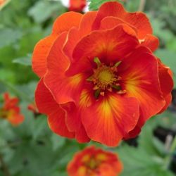 Potentilla 'William Rollinson'