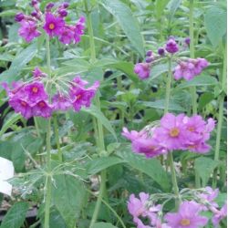 Primula beesiana