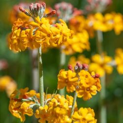 Primula bulleyana