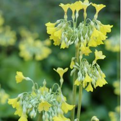 Primula florindae